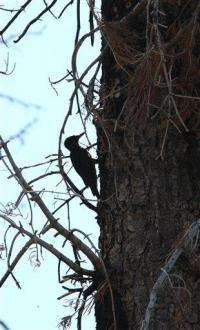 APNewsBreak: Protection sought for rare woodpecker (AP)