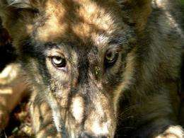 APNewsBreak: US appeals court allows wolf hunts (AP)
