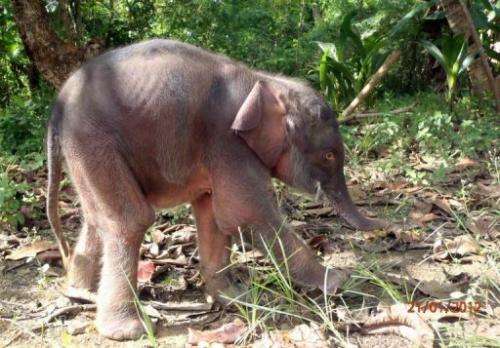 A pygmy elephant calf on Borneo island, in Malaysia's Sabah state