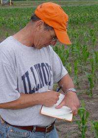 A quarter of a century of sweet corn observations