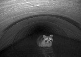 A racoon uses a highway culvert in Maryland to cross from one side of the street to the other