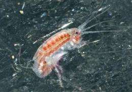 Arctic crustaceans use currents, deep-water migration to survive sea ice melts