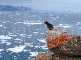 Arctic seabirds adapt to climate change