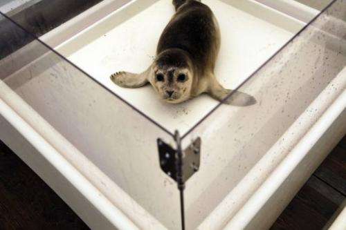 A rescued seal recovers at the Pieterburen Seal Rehabilitation and Research Centre