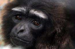 Around 100,000 gibbons currently remain in the forests of Borneo