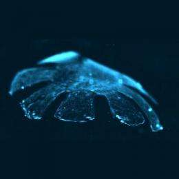 Artificial jellyfish swims in a heartbeat