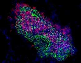 Artificial thymus tissue enables maturation of immune cells