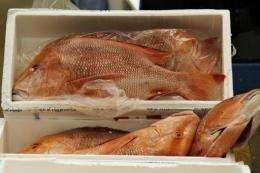 As Asians became more prosperous, they prefer to eat more "high-value" fish species, such as groupers
