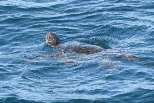 A sea turtle swims on December 8, 2012 in Pinzon Island