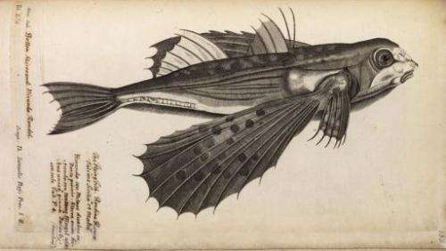 A seventeenth century engraving of a flying fish from John Ray and Francis Willughby's 1686 book