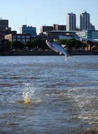 Asian carp pose an increasing problem in Midwestern US waters