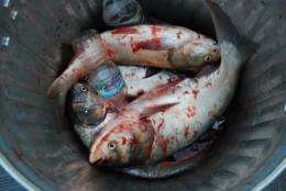 Asian carp were imported to the US to help clean up algae in commercial catfish ponds