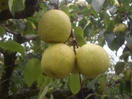 Asiatic pear genome sequenced
