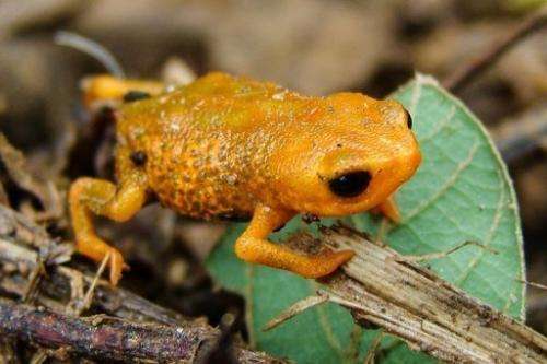 A species of frog that has only three fingers, first discovered in 2007 in Brazil