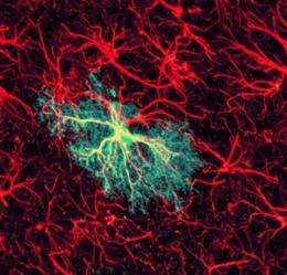 Astrocytes found to bridge gap between global brain activity and localized circuits