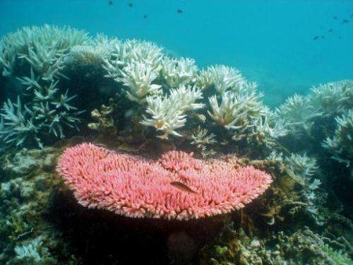 A study says coral cover on the heritage-listed Great Barrier Reef could halve again by 2022 if trends continued