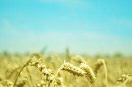 ASU, Stanford examine implications of bioenergy crops