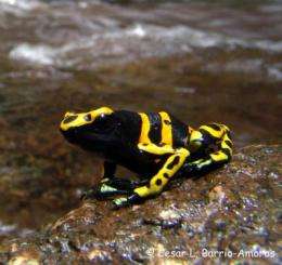 Athletic frogs have faster-changing genomes
