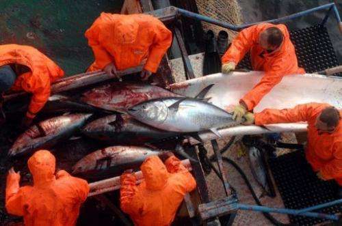 Atlantic bluefin tuna stocks are estimated to have halved over four decades in some areas
