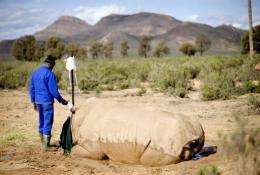 A veterinarian assistant holds a drip in place on a badly injured white rhino
