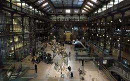 A view of the Galerie de Evolution (Evolution Gallery) of the Museum National d'Histoire Naturelle