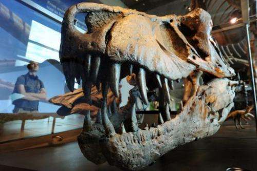 A visitor looks at a the skull of a Tyrannosaurus rex at the Natural History Museum of Los Angeles on July 7, 2011
