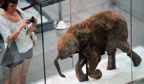A visitor takes pictures of the carcass of the world's most well-preserved baby mammoth