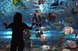 A visitor views the inside of an aquarium tank in Manila