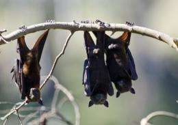 A week ago some 5,000 bats lived in Sydney's Royal Botanic Gardens, today, there are just 10 left