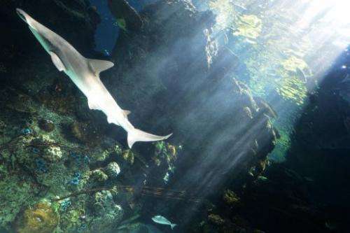 A whitetip reef shark swims at the Aquarium of the Pacific