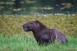 A wild capybara (Hydrochoerus hydrochaeris) seen in Pantanal