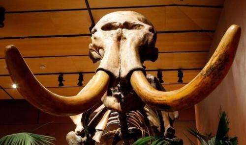 A woolly mammoth skeleton with 90% of its original bones on display in Las Vegas in 2009