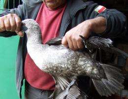 A worker holds one of about 2,000 birds found dead spread across some six kilometers of beach
