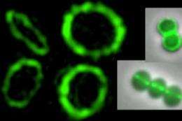 Bacterial cell division: Researchers elucidate structure of a Z-ring
