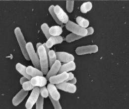 Bacterial plasmids -- the freeloading and the heavy-lifters -- balance the high price of disease