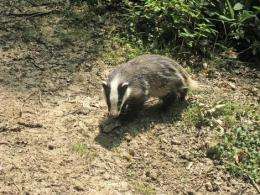 Badgers inspire 3D tracking tech