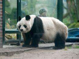 Bao Bao was a gift from China to former German chancellor Helmut Schmidt