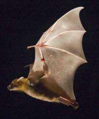 Bats save energy by drawing in wings on upstroke