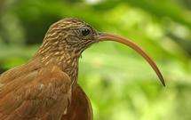 Beaks show why 'sister' species don't live together