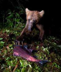 Bears, scavengers count on all-you-can-eat salmon buffet lasting for months