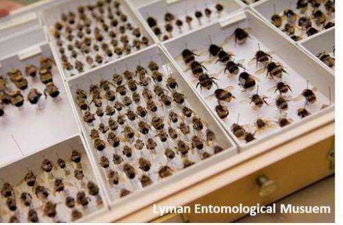 Secrets of the museum: Historical insect collections reveal several bee species in decline