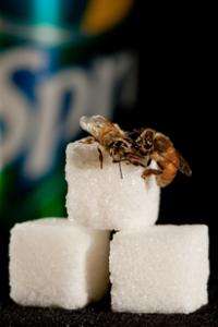 Bee research sheds light on human sweet perception, metabolic disorders