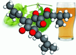 Beer's bitter: The absolute configurations of the bitter acids of hops determined