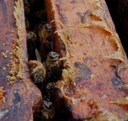Bees 'self-medicate' when infected with some pathogens