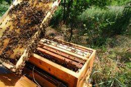 Bees swarm in a hive in Colomiers, southwestern France