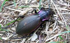 Beetle declines increase concerns about wider insect trouble