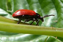 Beetles used as biological control against invasive exotic plant in Florida