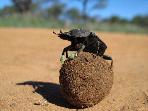 Beetles use dung balls to stay cool