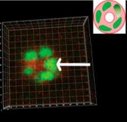 Berkeley Lab researchers discover critical rotational motion in cells