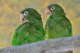 Big science: local funding supports open access sequencing of the Puerto Rican Parrot genome
